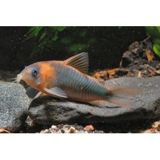 Corydoras Eques