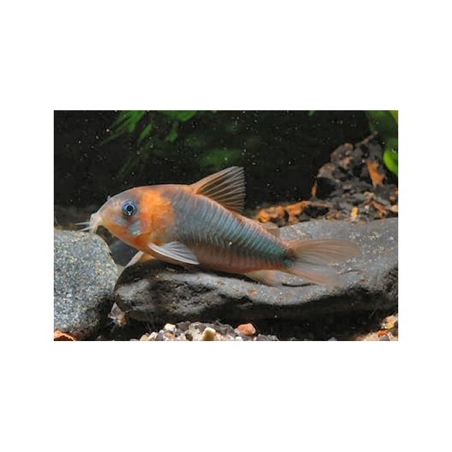 Corydoras Eques