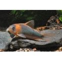 Corydoras Eques