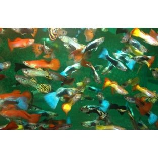 Guppy mâle Mix Color Guppy mâle Mix Color