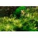 Rotala H'ra