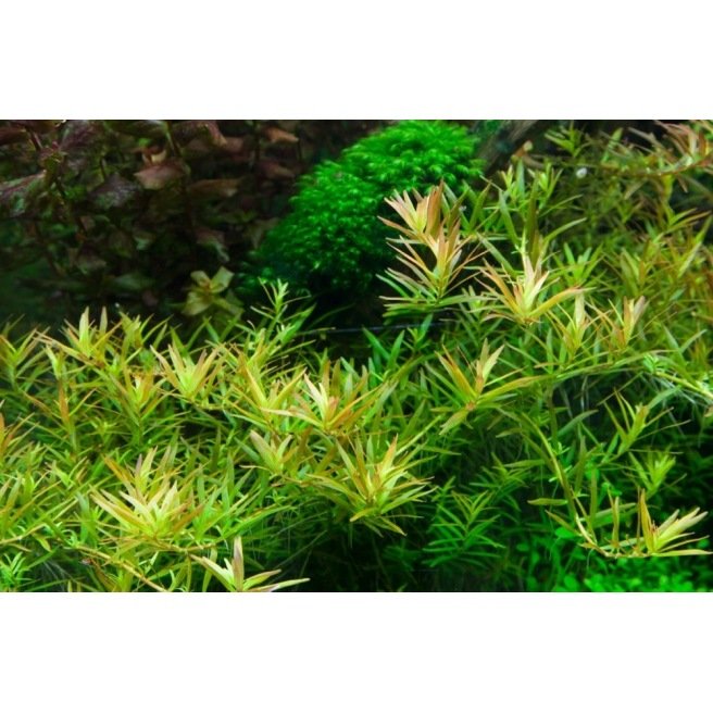 Rotala H'ra