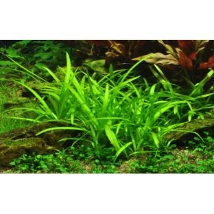 Sagittaria Subulata - Plante d'aquarium pour débutant ou pour aquariums avec des poissons rouges