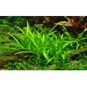 Sagittaria Subulata - Plante d'aquarium pour débutant ou pour aquariums avec des poissons rouges