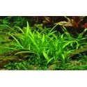 Sagittaria Subulata - Plante d'aquarium pour débutant ou pour aquariums avec des poissons rouges