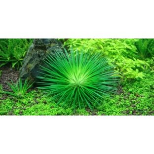 Eriocaulon Cinereum - Plante d'aquarium à la forme de petit palmier Eriocaulon Cinereum - Plante d'aquarium à la forme de petit palmier