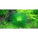 Eriocaulon Cinereum - Plante d'aquarium à la forme de petit palmier