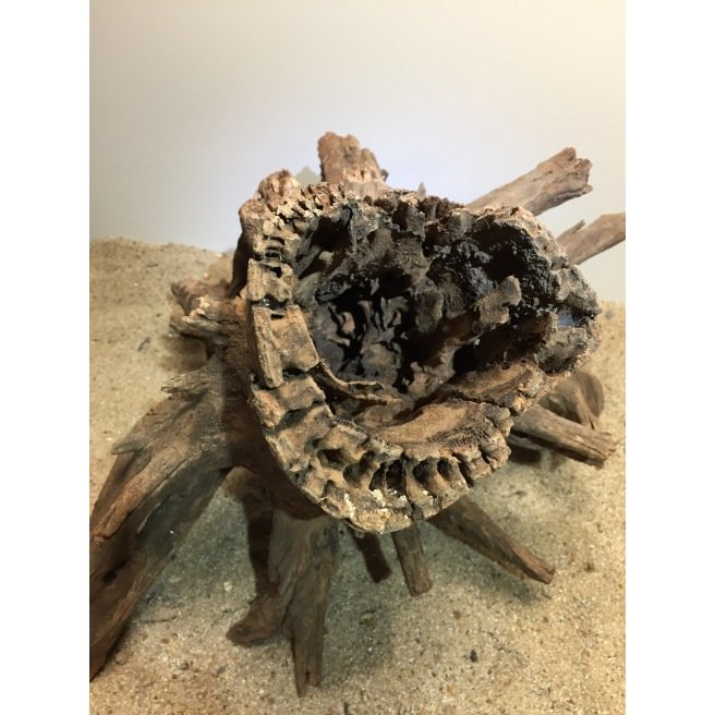 Racine naturelle et branchue Corbo Root