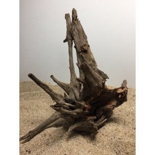 Racine naturelle et branchue Corbo Root Racine naturelle et branchue Corbo Root