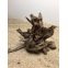 Racine naturelle et branchue Corbo Root