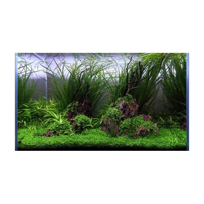 Cyperus Helferi - Plante pour l'arrière plan et la zone médiane de l'aquarium Cyperus Helferi - Plante pour l'arrière plan et la zone médiane de l'aquarium