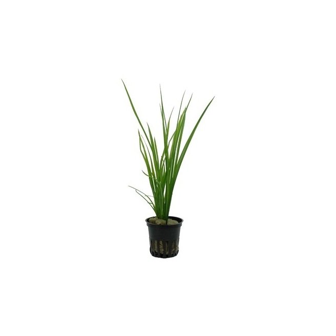 Cyperus Helferi - Plante pour l'arrière plan et la zone médiane de l'aquarium Cyperus Helferi - Plante pour l'arrière plan et la zone médiane de l'aquarium