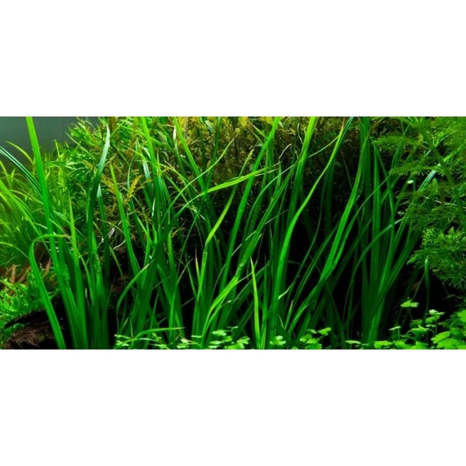 Cyperus Helferi - Plante pour l'arrière plan et la zone médiane de l'aquarium Cyperus Helferi - Plante pour l'arrière plan et la zone médiane de l'aquarium