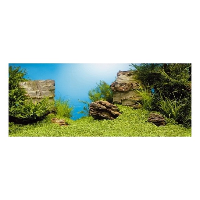 Juwel Poster 1 rocher et plantes