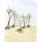 Tree Shape