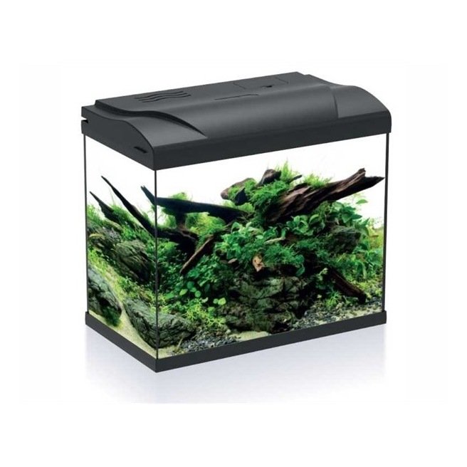 Petit aquarium