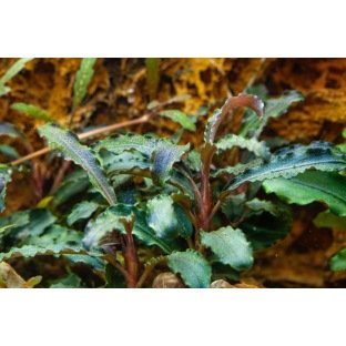 Bucephalandra Kedagang en pot ou in vitro Bucephalandra Kedagang en pot ou in vitro
