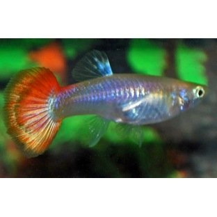 Guppy femelle mix Guppy femelle mix