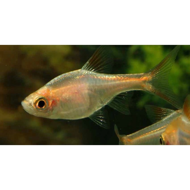 Trigonostigma Heteromorpha Gold