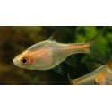 Rasbora Heteromorpha Gold