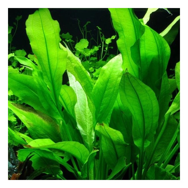 Echinodorus Bleheri - Plante pour aquarium