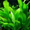 Echinodorus Bleheri - Plante pour aquarium