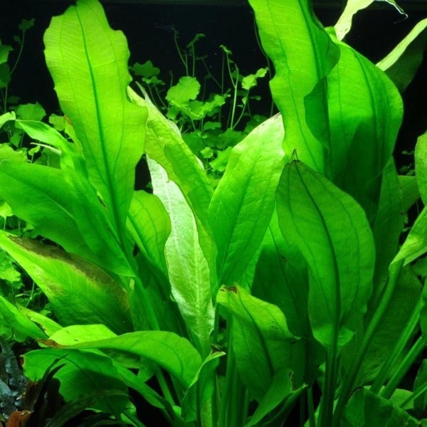 Plante d'aquarium vivante Echinodorus icus pot de 5 cm par 3 pièces