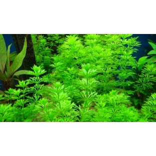 Limnophila Sessiliflora Limnophila Sessiliflora