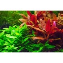 Plantes d'aquarium colorées : Alternanthera Splendens pour aquarium eau  douce - 3.85€