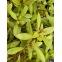 Nesaea Pedicellata Golden