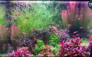 DENNERLE Scaper's Soil 8 L- Sol technique pour aquarium à petit prix chez  Aquario&Co