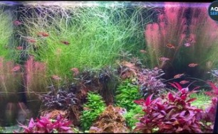Accessoires de nettoyage pour aquarium Accessoires de nettoyage pour aquarium