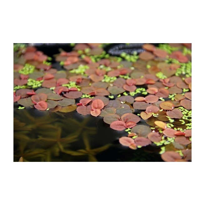 Phyllantus Fluitans Plante flottante pour aquarium