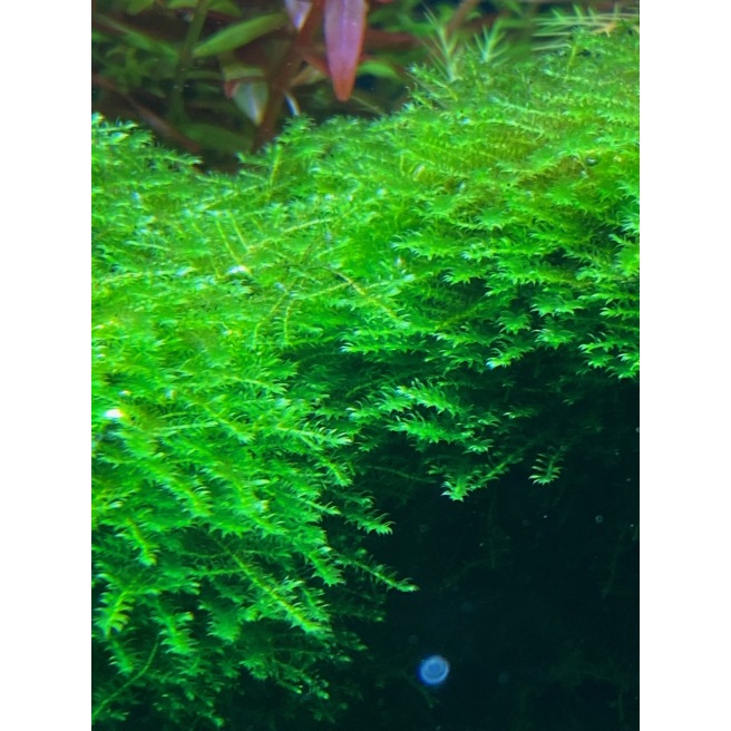 mousse de java - plantes d'aquarium d'eau douce Maroc