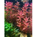 Rotala Macranda - Plante aquatique à tige