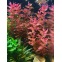 Rotala Macranda - Plante aquatique à tige