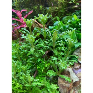 Pogostemon Helferi Pogostemon Helferi