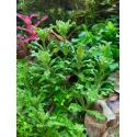 Pogostemon Helferi - Plante d'aquarium en pot ou in vitro