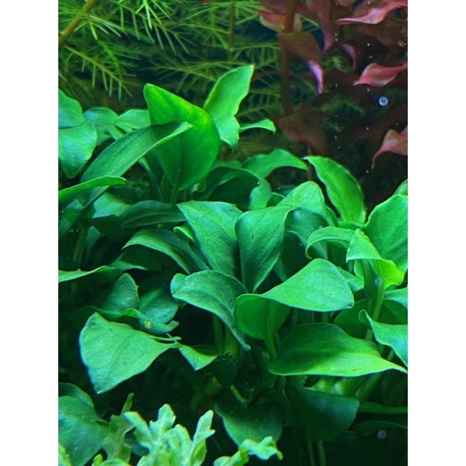 Plantes d'aquarium d'avant plan - Tropica Anubia barteri Mini