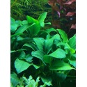 Anubia barteri Mini - Plante pour petit aquarium