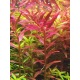 Rotala H'ra