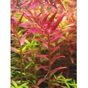 Rotala H'ra