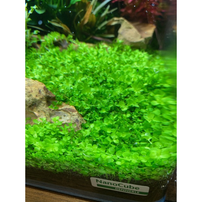 Micranthemum Monte Carlo