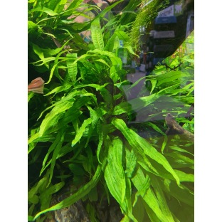 Microsorum Pteropus Microsorum Pteropus
