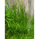 Vallisneria Nana Rubra - Plante d'aquarium facile même sans sol nutritif