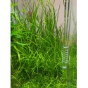 Vallisneria Nana Rubra - Plante d'aquarium facile même sans sol nutritif