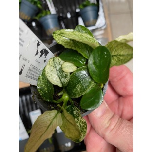 Anubia nana Pinto : Plante pour aquarium en pot facile à entretenir Anubia nana Pinto : Plante pour aquarium en pot facile à entretenir