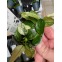 Anubia nana Pinto : Plante pour aquarium en pot facile à entretenir