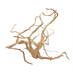 Racine spider - racine araignée Racine spider - racine araignée