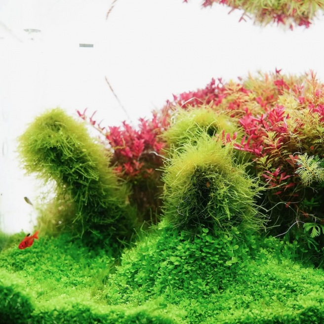 Chihiros B Serie Chihiros B Serie